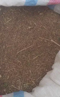 دانه جارو