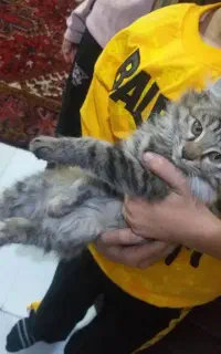 گربه