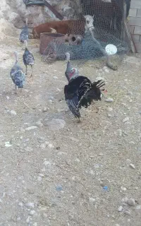 بوقلمون