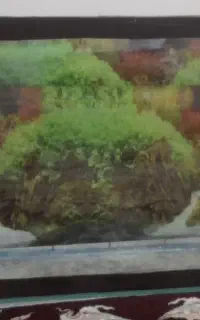 آکواریوم