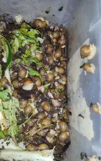 حلزون **خاویار**