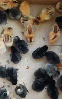 جوجه گلین یه هفته ای