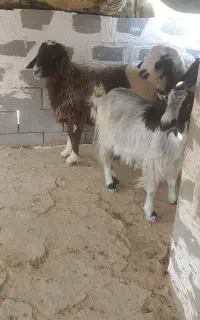 بزوکهره بره