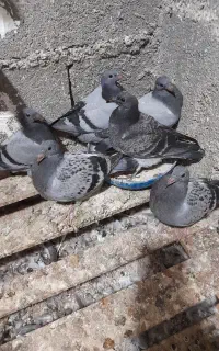 کبوتر