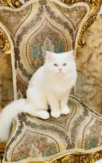 گربه پرشین یک ساله