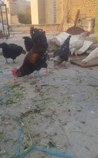مرغ وخروس گلین