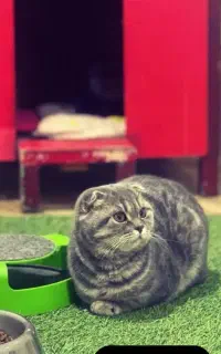 اسکاتیش فولد