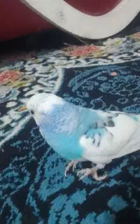 مرغ عشق ماده