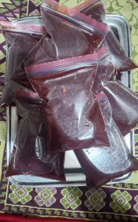 آرتمیا منجمد تازه