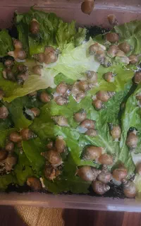 حلزون اچاتینا