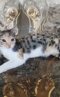 واگذاری گربه ماده ،خانگی
