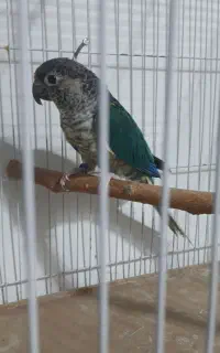 طوطی گرینچیک