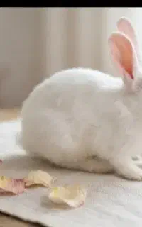 با سلام خدمت دوستان واگذاری خرگوش