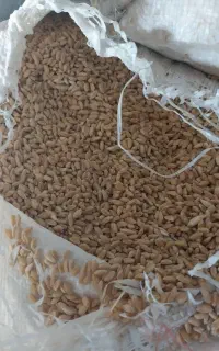 گندم روشن یا کلو