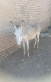 نر‌خر