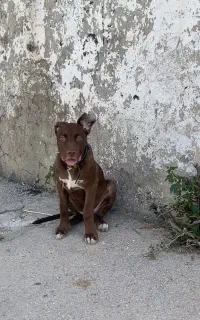 فروش پیتبول