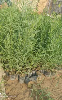 نهال اکاسیاه (بیدسیاه) اکالیپتوس چوب سیاه ۴۵تومن