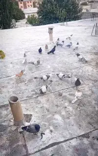 کبوتر