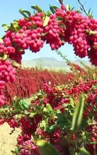 زرشک تازه نوبرانه بیرجند رسید