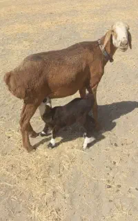 میش چینی