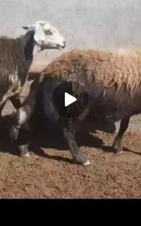 دو راس گاو میش بروجردی ابستن