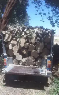 خریدار چوب. درخت