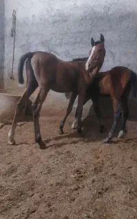 دو عدد کره کره اسب شجرع دار