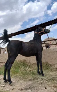کره اسب های مدارک دار(چک معتبر)