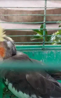 عروس‌‌هلندی