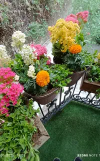 خدمات باغبانی کاشت گل گیاه باغچه تعویض خاک گلدون