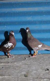 کبوتر