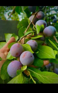 الو سیاه  درختی یا همون آلو شابلون