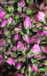 غنچه گل محمدی