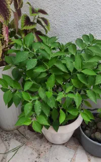 گلهای زیبا