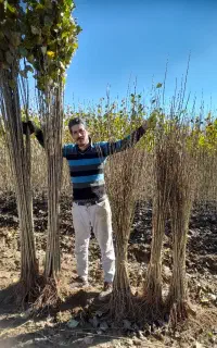 فقط امروز نهال صنوبر با ضمانت رشدوقیمت استثنایی