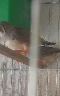 فروش فنج
