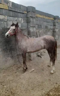 کره اسب دوساله