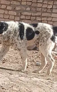 سگ گله
