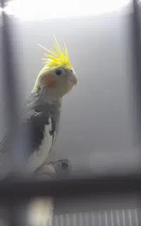 عروس هلندی پنج ماهه ماده