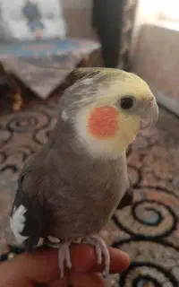 عروس هلندی نر دستی و سخنگو