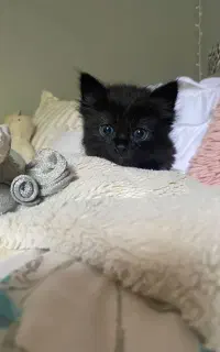 گربه