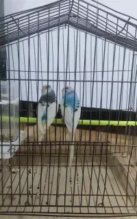 مرغ عشق