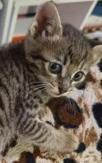 وا گذاری گربه