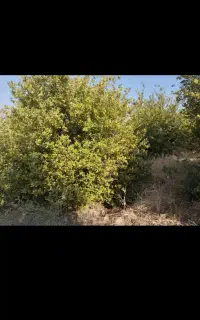 لیمو ترش سبز درجه ۱