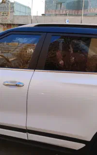 کیا سلتوس توربو 1.4مدل 2024/مالک