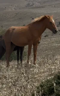 فروش اسب نر