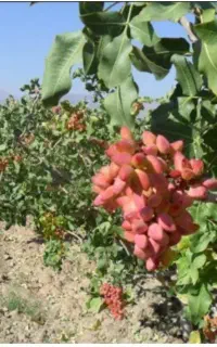 زمین پسته وآب درنعیم آباد