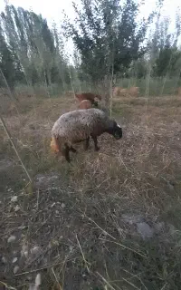 قوچ دو دندان جوان