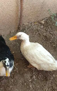 اردک