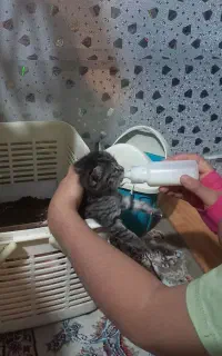 بچه گربه بسیار با مزه